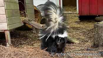 Virginia Zoo's newest skunk, 'Chonk,' arrives with a fitness challenge