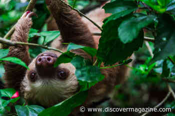 The Furry Ecosystem of Algae, Moths and Sloth Feces