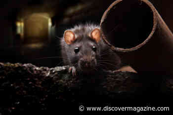 Is it Time to Change Tact in the ‘War on Rats’?