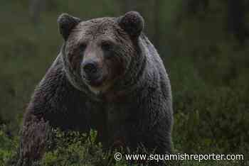 District hires new new wildlife coordinators - The Squamish Reporter