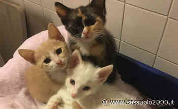 Modena, cercasi balie per gattini neonati orfani - sassuolo2000.it - SASSUOLO NOTIZIE - SASSUOLO 2000