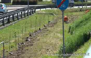 Modena: a Vaciglio le piante di Aipo, dopo averle tagliate sul Panaro. VIDEO - modenaindiretta.it