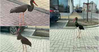 Zwarte ooievaar maakt ommetje aan kerk in centrum Essen - Het Laatste Nieuws