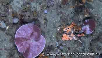 Bleaching in deep waters off Tasmania - Western Advocate