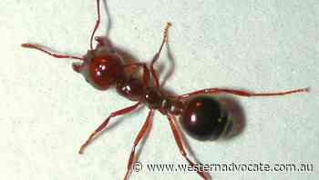 Fire ants harnessing Qld floods to spread - Western Advocate