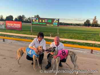 Million Dollar Chase Action From Nowra, Bathurst & Maitland - Australian Racing Greyhound.com