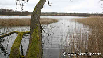 Krankheit und Brutzeit verzögern Badesteg-Bau in Dabelow - Nordkurier