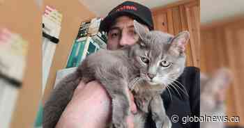 Hamilton family rejoice at return of Dwight the cat, found after dumped by delivery driver