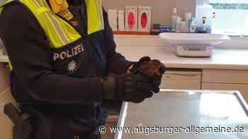 Mindelheim: Polizeistreife rettet mit Blaulicht junge Amsel bei Mindelheim | Mindelheimer Zeitung - Augsburger Allgemeine