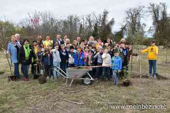 Bäume gepflanzt: Eine Streuobstwiese ist ein wertvoller Lebensraum - meinbezirk.at