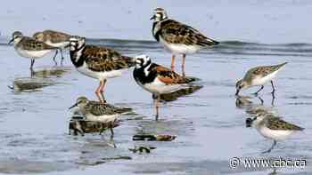 Saskatoon Zoo takes precautions amid avian flu detection in Sask.