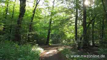 Leserforum: Kritik an Abholzungen im Seghorner Forst für Lehmabbau - Nordwest-Zeitung