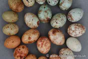 Scientists crack egg forging evolutionary puzzle - St Helens Star
