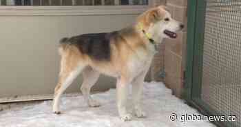 Saskatoon city committee recommends more SPCA funding but less than wanted