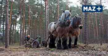 Luckenwalde und Nuthe-Urstromtal pflanzen neue Bäume und betreiben Waldumbau für mehr Nachhaltigkeit und Klimaschutz - Märkische Allgemeine Zeitung