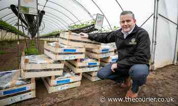 Berry big problem: Angus farm wants to give away 10,000 strawberry plants - The Courier