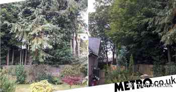 Angus: Neighbours go to war over 32ft trees that 'block sunlight' - Metro.co.uk