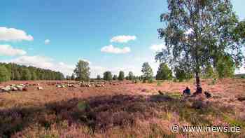 "Lüneburger Heide, da will ich hin!" am Montag bei 3sat verpasst?: Wiederholung der Reisereportage online und im TV - m.news.de
