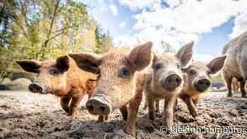 Wildpark Lüneburger Heide: Hier sind 140 Tierarten zuhause - kiekmo