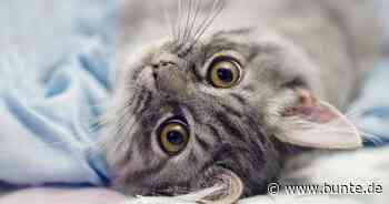 Flauschiger Mini-Dino: Katze mit nur zwei Beinen erobert das Internet - BUNTE.de
