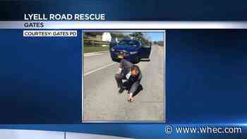 Gates Police Department investigator saves small turtle