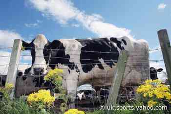 Vicky Allan: Not just cow burps. The complex story of rising methane - Yahoo Eurosport UK