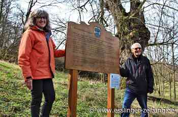 Naturdenkmal in Hochdorf - Hat die Gemeinde die Pflege der Linden vernachlässigt? - esslinger-zeitung.de