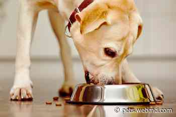 How You Handle Pet Food Could Be Making Your Dog—And You—Sick - WebMD
