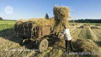 The war in Ukraine is exposing gaps in the world's food-systems research - Nature.com