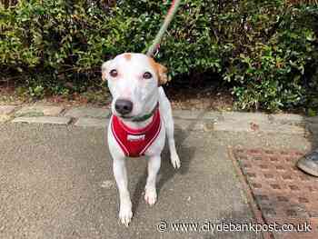 Dunbartonshire animal rescue centre urgently needs dog food donations - Clydebank Post