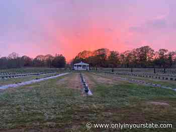 The Beautiful Lavender Farm Hiding In Plain Sight In Rhode Island That You Need To Visit - Only In Your State