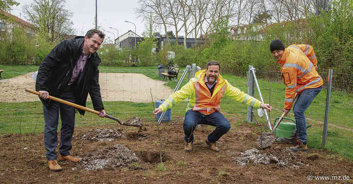 Heidelberg:  Es wächst ein Wald im Pfaffengrund