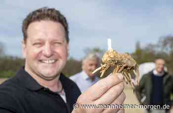 Die Spargelzeit beginnt - Heidelberg - Nachrichten und Informationen - Mannheimer Morgen