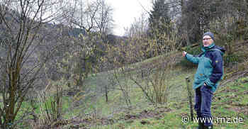 Heidelberg: Wo in Peterstal Wildschweine den Garten umgraben - Rhein-Neckar Zeitung