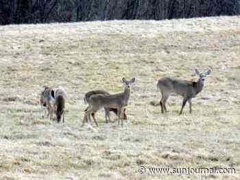 Deer find grass in Chesterville - Lewiston Sun Journal - Lewiston Sun Journal