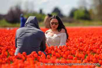 Photos: Beautiful blooms blanket fields as Chilliwack Tulip Festival opens for the season - Vancouver Is Awesome