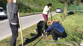 Volontari all’opera, piantate le ginestre - il Resto del Carlino
