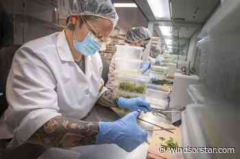 Harrow fruit tree nursery a technological leader in North America - Windsor Star