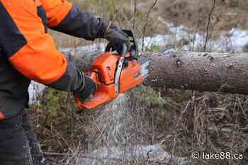 Carleton Place looking at tree-cutting bylaw - lake88.ca