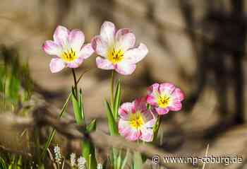 Wetter - Bislang wärmster Tag des Jahres für Thüringen - Neue Presse Coburg