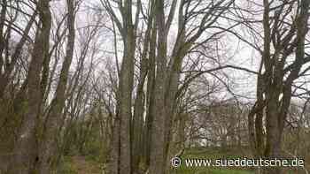 Naturschutz - Koblenz - Rheinland-Pfalz: Alter Buchenwald unter besonderem Schutz - Wissen - SZ.de - Süddeutsche Zeitung - SZ.de