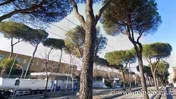 In via Prenestina verranno abbattuti 40 pini secolari