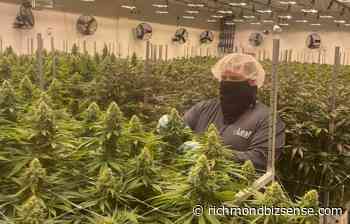 Law nixes state registration requirement for medical cannabis patients - RichmondBizSense