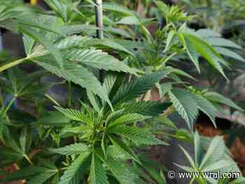 Most NC voters support legalization of recreational and medical marijuana, WRAL News Poll shows - WRAL News