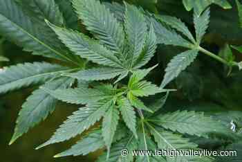 Woman was denied a St. Luke’s desk job due to medical marijuana use, lawsuit says - lehighvalleylive.com