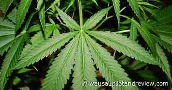 Legalizing medical marijuana gets first public hearing - wausaupilotandreview.com