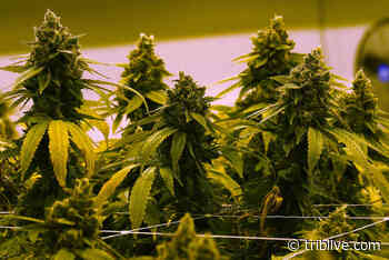 Bill proposal would allow medical marijuana edibles in Pa. dispensaries - TribLIVE