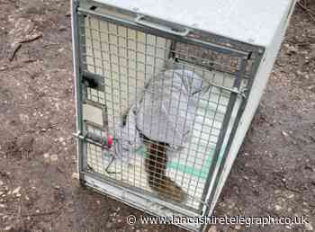 Fox put down after being found with serious head injuries