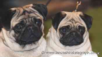 Pugs and French Bulldogs could be banned in UK amid calls for crackdown on breeders