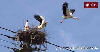 Ehingen: Immer mehr Störche bauen Nest in der Region - Schwäbische